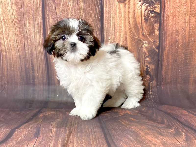 Shih Tzu Puppy BRINDLE WHITE ID:13728 Located at Petland