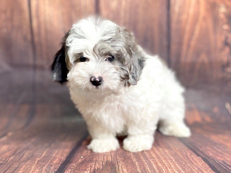 shih tzu merle