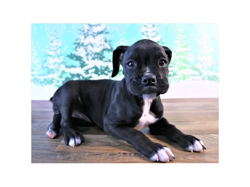 Boxer Puppy Black ID 13883 Located at Petland Chillicothe Ohio