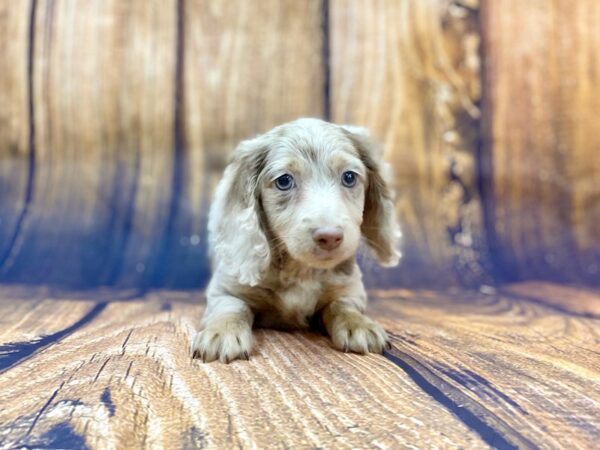 Dachshund Puppy Long Hair Isabella Dapple ID 14026 Located at Petland Chillicothe Ohio