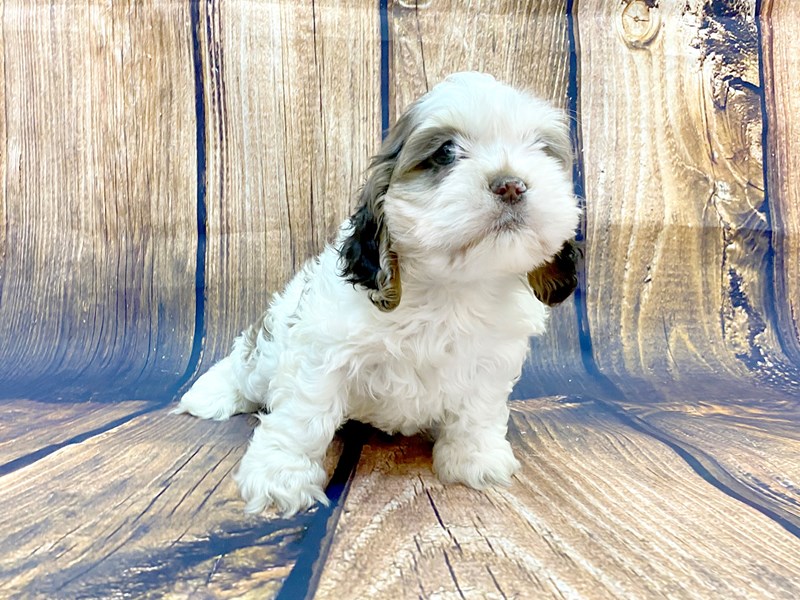 Cockapoo Puppy Chocolate & White ID:14057 Located at Petland