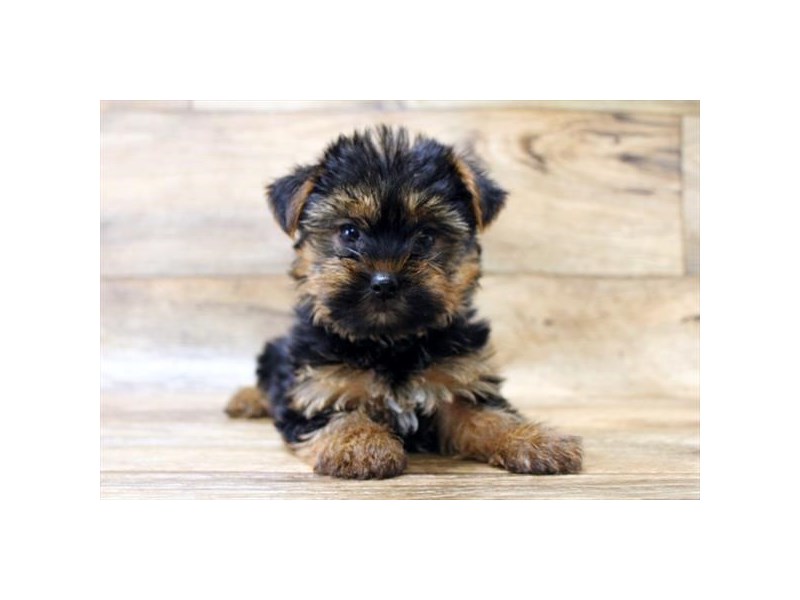Morkie Puppy Black & Tan ID:14297 Located at Petland Chillicothe, Ohio