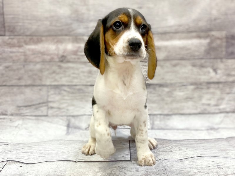 Beagle Puppy Black White / Tan ID:14307 Located at Petland