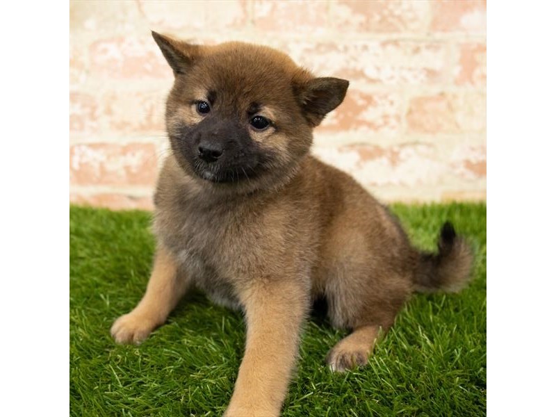 Shiba Inu Puppy Red Sesame ID:14375 Located at Petland Chillicothe