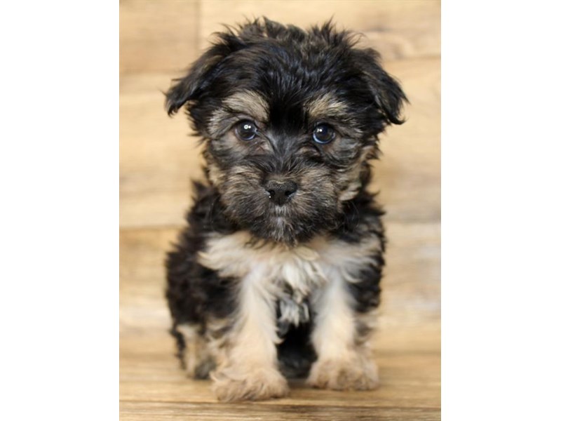 Morkie Puppy Black / Tan ID:14407 Located at Petland Chillicothe, Ohio