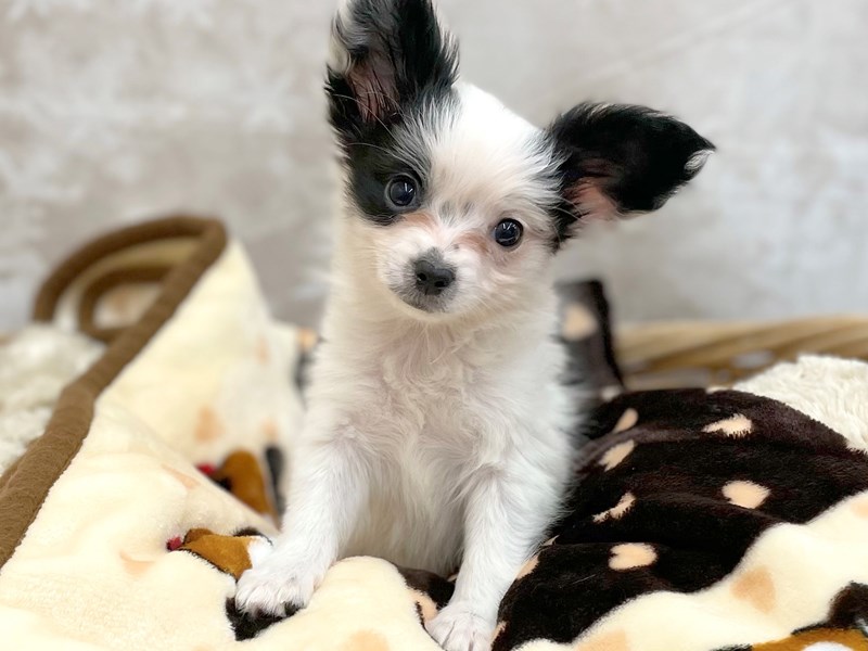 papillon出品 Papillon Puppy Black / White ID:14799 Located at Petland