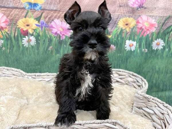 Black mini schnauzer fashion