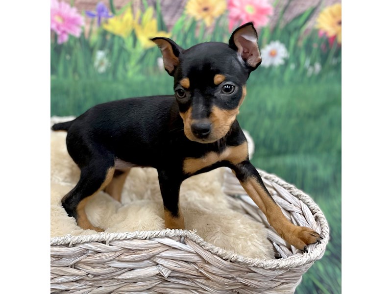 Miniature Pinscher Puppy Black Tan ID 14903 Located at Petland Chillicothe Ohio