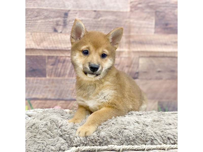 shiba様 1/6 Scale Japanese Shiba Inu Figure (3 Colors) by Mr.Z