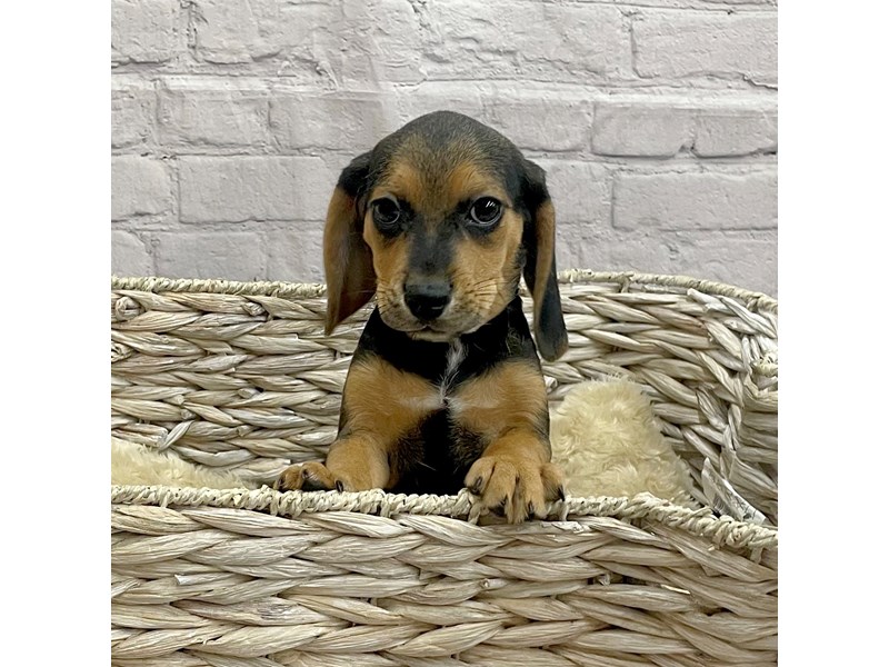 Beagle Puppy Black Tan / White ID:15183 Located at Petland