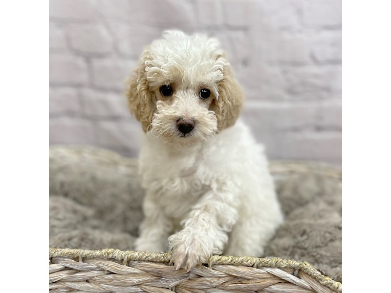 Poodle Puppy Apricot ID:15205 Located at Petland Chillicothe, Ohio