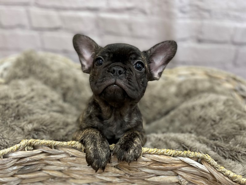 Brindle shops frenchie puppy