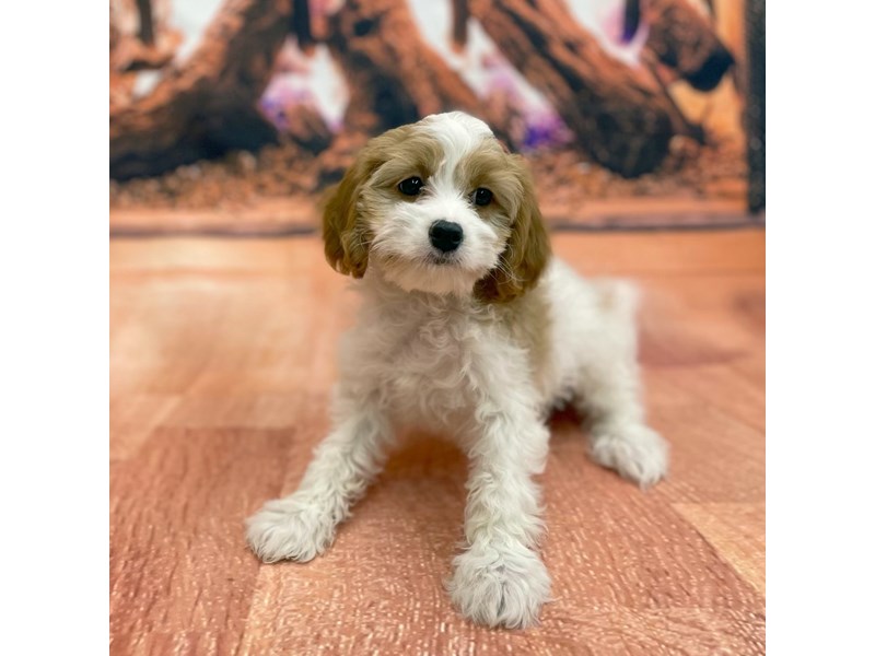 ワンコの写真 Cavapoo Puppy Red / White ID:15450 Located at Petland
