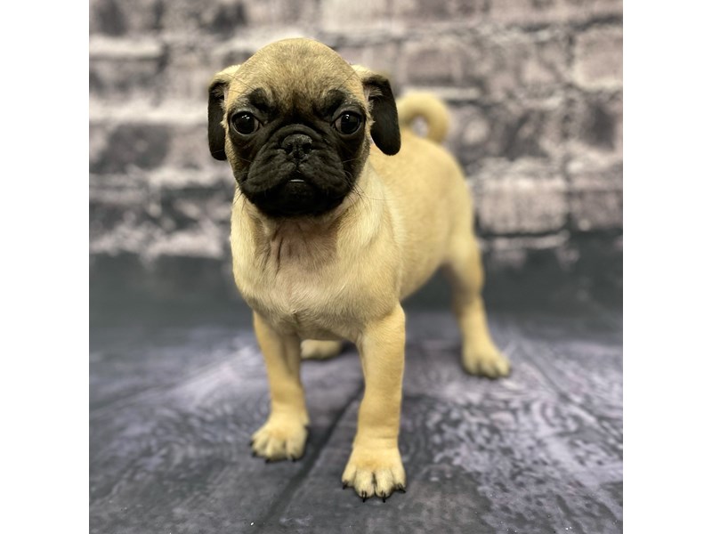Pug Puppy Fawn ID:15540 Located at Petland Chillicothe, Ohio
