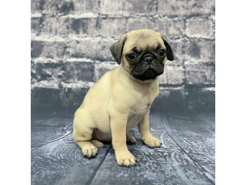 Pug Puppy FAWN ID:15640 Located at Petland Chillicothe, Ohio