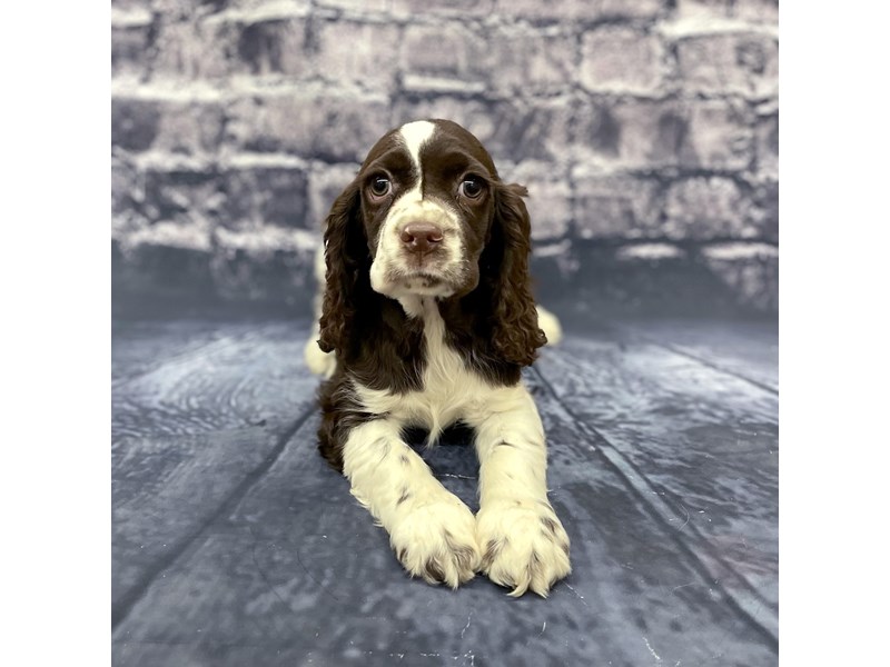 Cocker Spaniel Puppy Chocolate / Tan ID:15675 Located at Petland