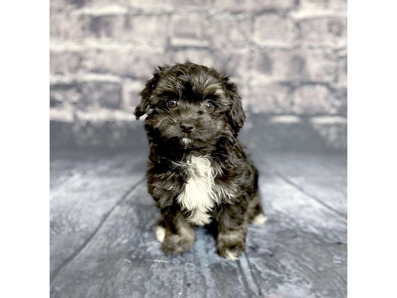 Maltipoo Puppy Black ID:15698 Located at Petland Chillicothe, Ohio
