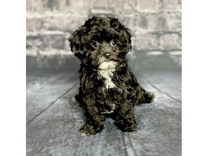 Maltipoo Puppy Black / White ID:15707 Located at Petland