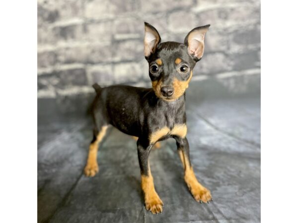 Miniature Pinscher Puppy Black Tan ID 15852 Located at Petland Chillicothe Ohio