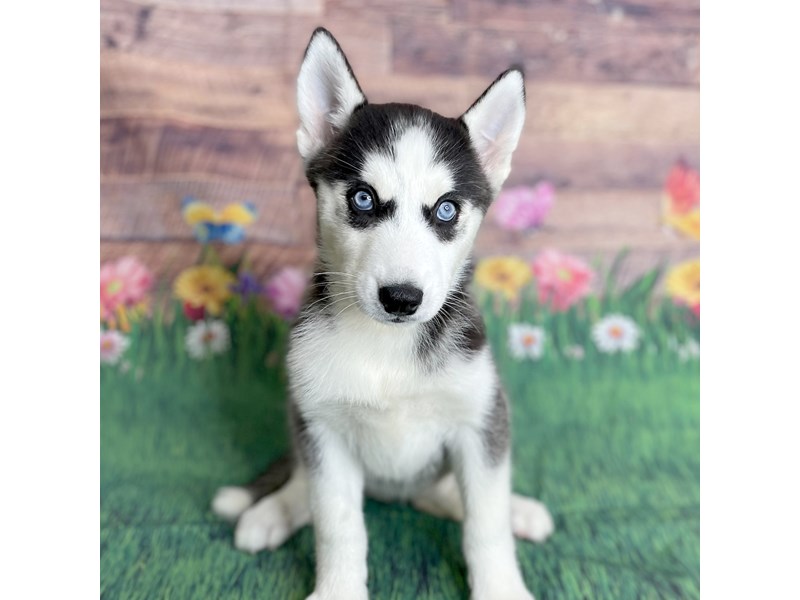 Siberian Husky Puppy Black / White ID:15882 Located at