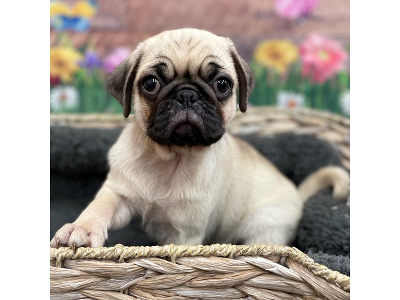 Pug Puppy Fawn ID:15913 Located at Petland Chillicothe, Ohio