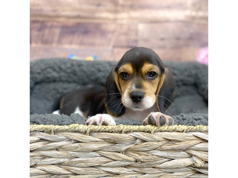 beagle-mページ 2458303_800-1.jpg