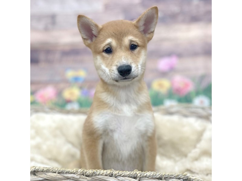shiba様 Shiba Inu Small Animal Red Sesame ID:16011 Located at Petland