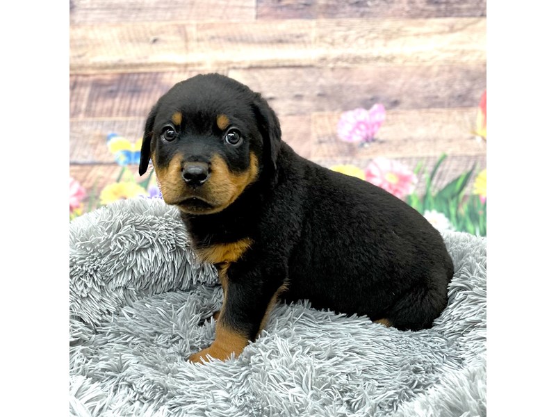 Bronx von Bridges Rottweilers