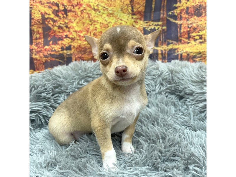 Chihuahua Small Animal Brown ID:16159 Located at Petland