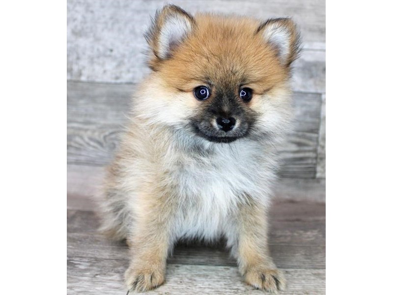 Pomeranian Small Animal Red Sable ID:16402 Located at Petland