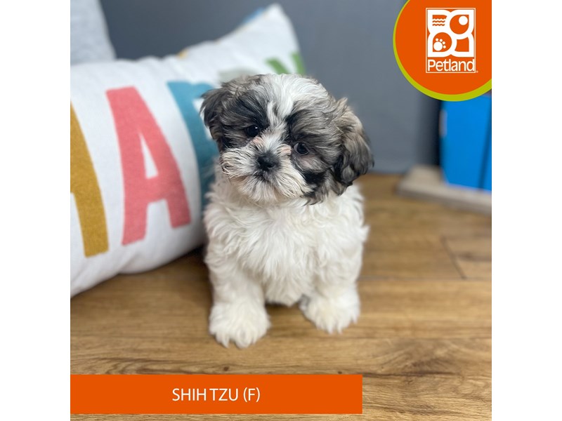Shih Tzu Small Animal Brown / White ID:16462 Located at Petland