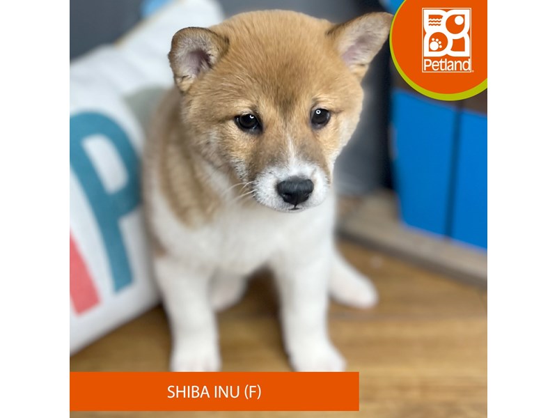 Shiba Inu Small Animal Red Sesame / White ID:16492 Located at