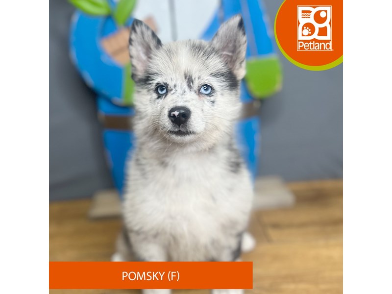 Pomsky Small Animal Blue Merle ID:16773 Located at Petland Chillicothe ...