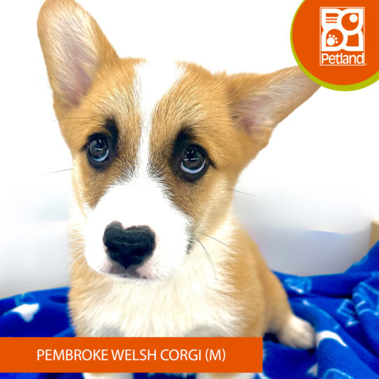 Petland corgi hotsell