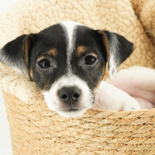 Jack Russell Terrier – 18114