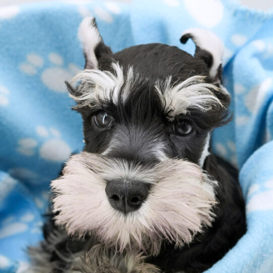 Miniature Schnauzer – 18162