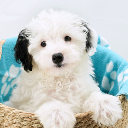 Bernedoodle Mini 2nd Gen – 18164