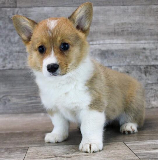 [#25107-01] - Red / White M Pembroke Welsh Corgi Puppies for Sale