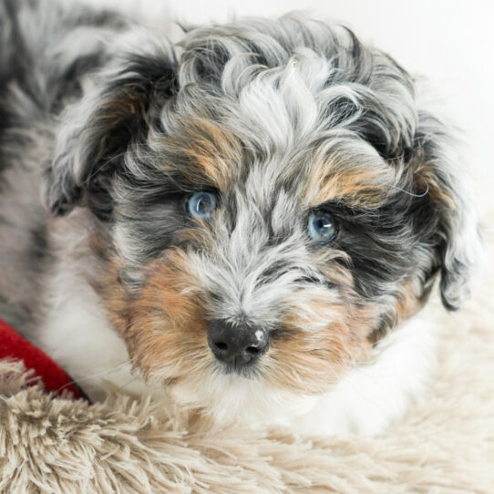 [#25217-01] - Blue Merle / Tan M Aussiedoodle Puppies for Sale