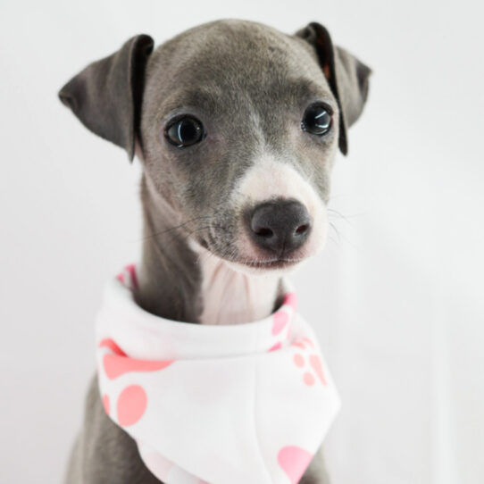 Italian Greyhound – 18187