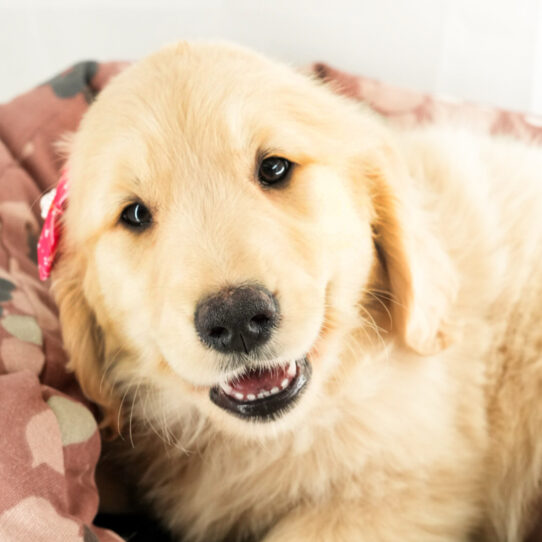 Golden Retriever – 18204