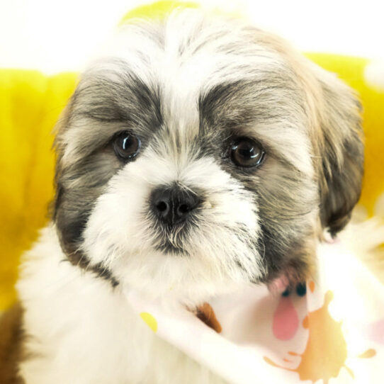 [#25246-01] - Brindle / White M Lhasa Apso Puppies for Sale