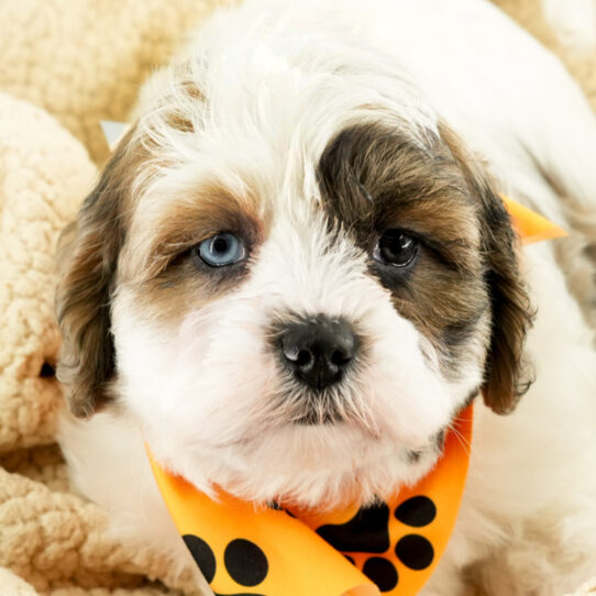 [#25249-01] - White Blue Merle M Daisy Dog Puppies for Sale