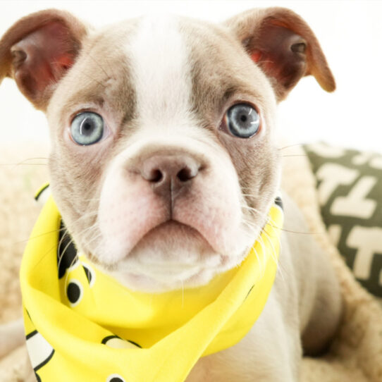 Boston Terrier – 18208
