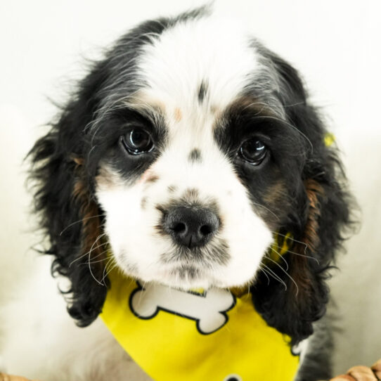 [#25370-03] - Blue Merle / White F Cocker Spaniel Puppies for Sale