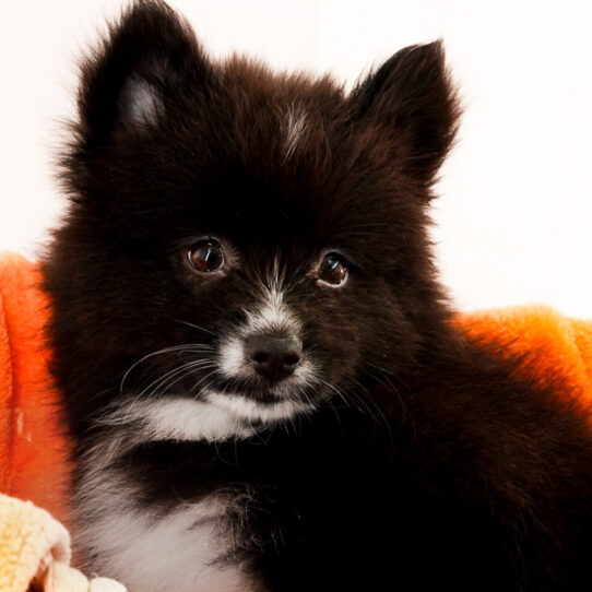 Pomsky – 18217
