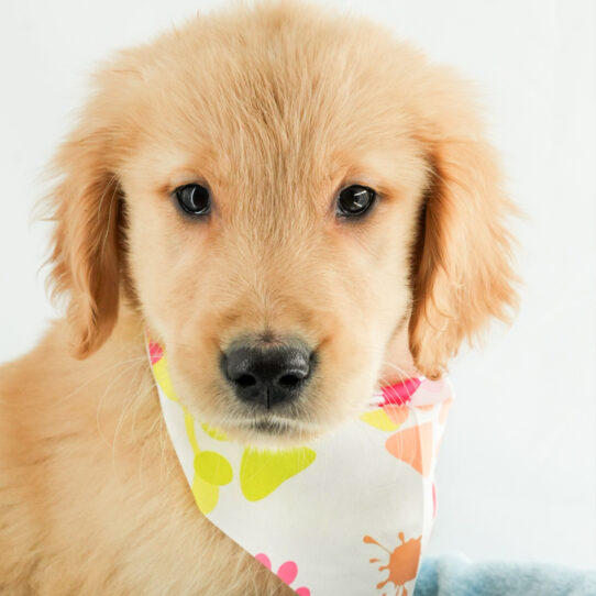 Golden Retriever – 18218