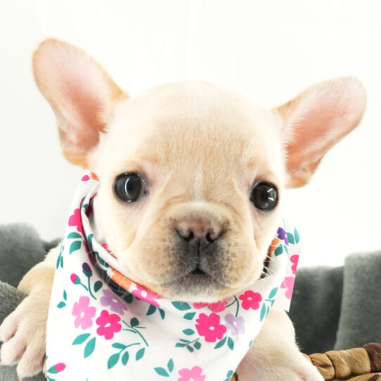 [#25186-07] - Cream F French Bulldog Puppies for Sale