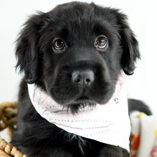 [#25268-06] - Black F Hippo Mini Puppies for Sale