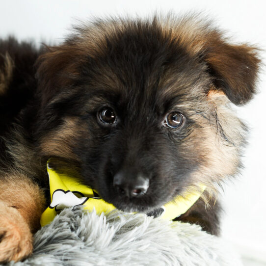 [#25242-05] - Black / Tan M German Shepherd Dog Puppies for Sale